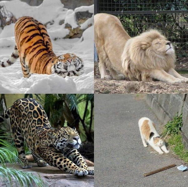 Cats are cats. Spot the difference.