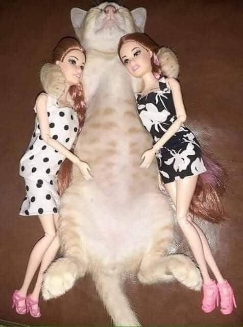 Me and my girls when Catecoin is mooning.