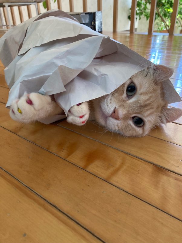 A wrap cat before Christmas