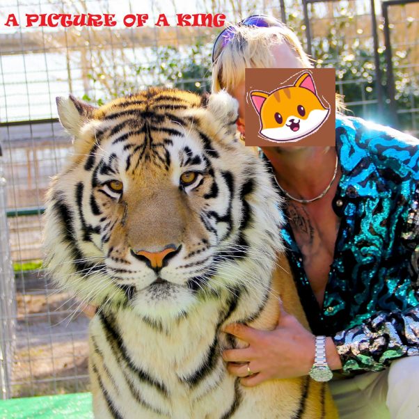 TIGER IS A KITTY TO CATECOIN CATE KING