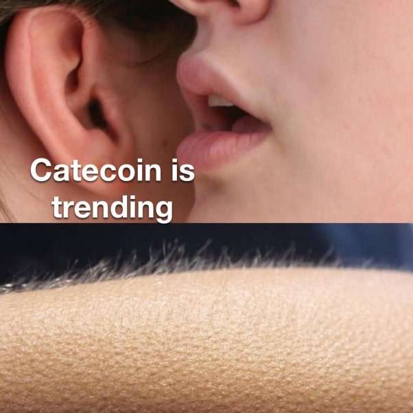Catecoin is trending on Twitter | Funny Catecoin Meme