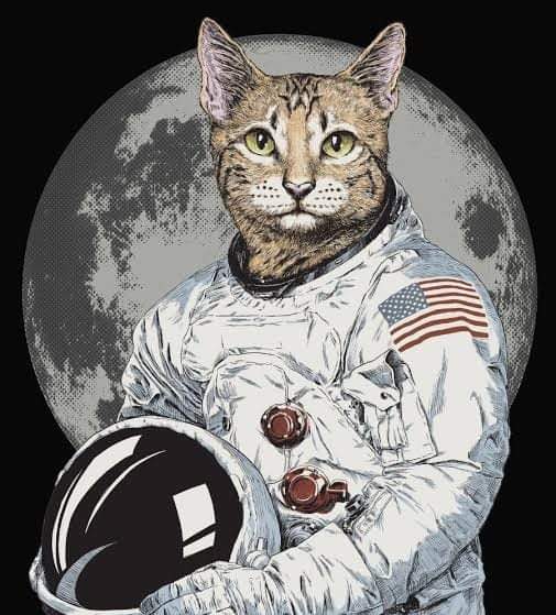 Catecoin moon landing year 2022.  Diamond hands💎👐