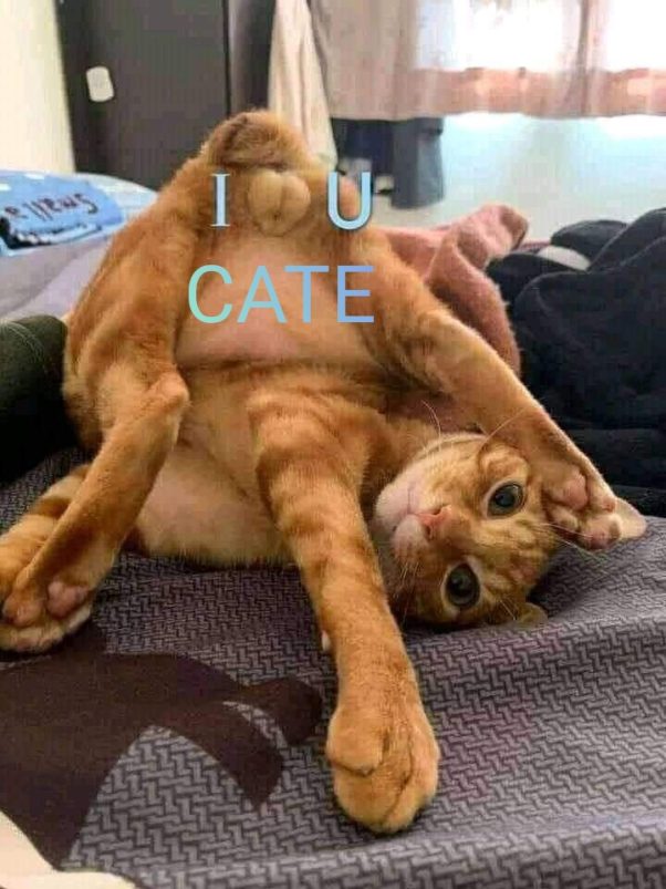 I Love You #cate #catecoin #armycate