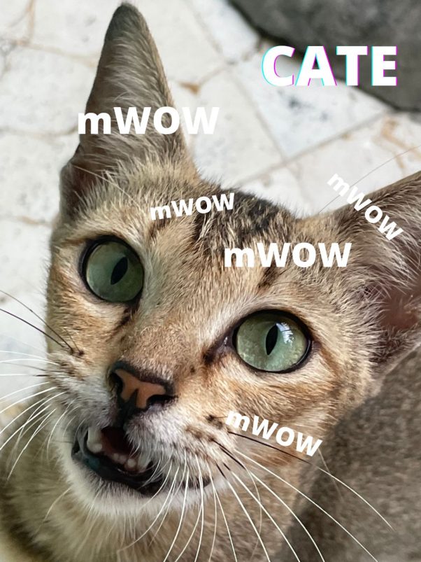 mWOW mWOW CATE meow meow