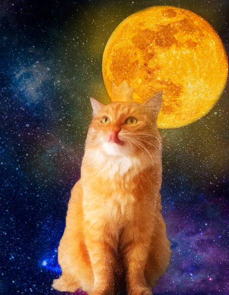 UniCat to the moon