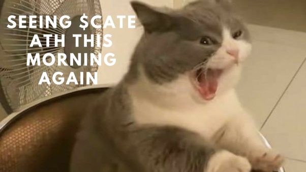 waking up in the morning seeing $CATE ATH again