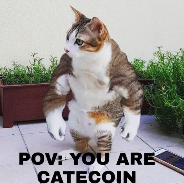 POV: YOU ARE CATECOIN
