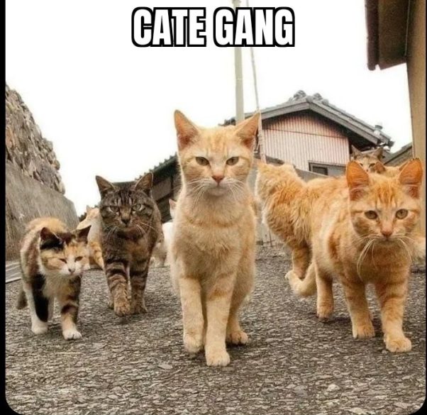 CATE GANG is going to rule the game