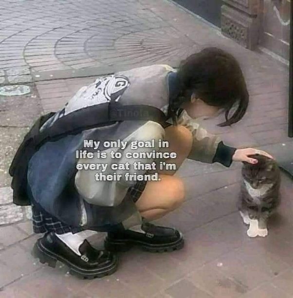 Befriend all CATs