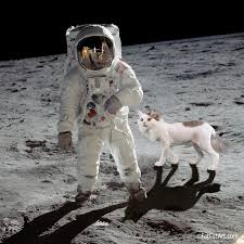 $CATE ON THE MOON