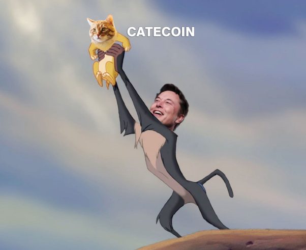 Catecoin and Elon Musk