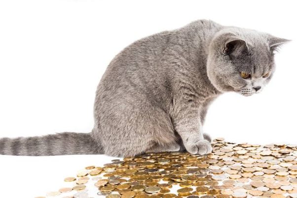 Cat and coin meme