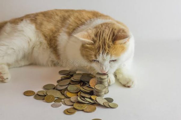 Love cat and coin