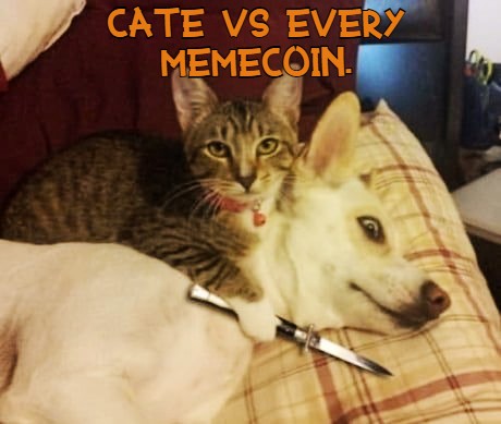 CATE vs every memecoin