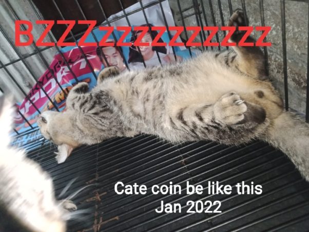 Cate coin be like in January 2022